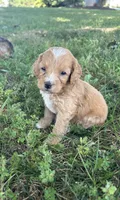 Biscuit , a male Miniature Bernedoodle for sale in Loogootee, IN – 2 of 2