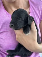 Cupcake , a female Miniature Bernedoodle for sale in Loogootee, IN – 2 of 2