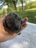 Cookie, a male Miniature Bernedoodle for sale in Loogootee, IN – 2 of 3