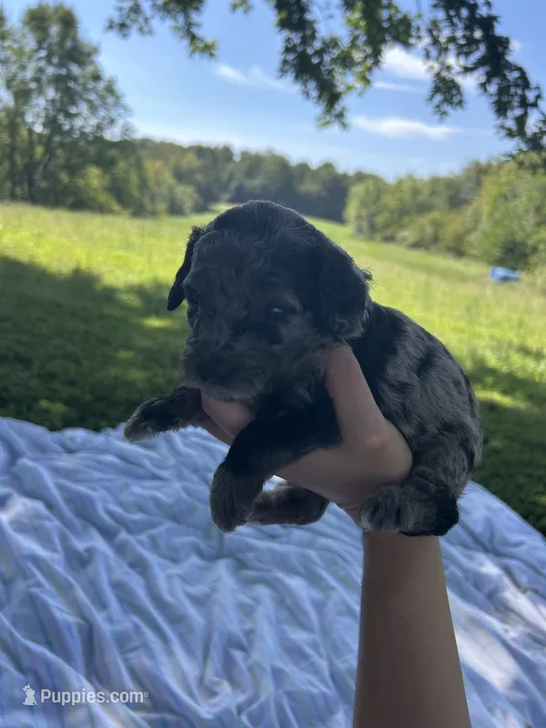 Mochi – Miniature Bernedoodle puppy for sale in Loogootee, IN