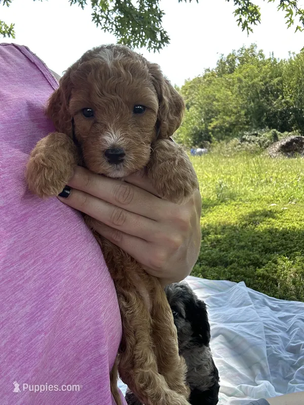 Honey – Miniature Bernedoodle puppy for sale in Loogootee, IN