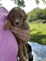 Honey, a female Miniature Bernedoodle for sale in Loogootee, IN – 1 of 2