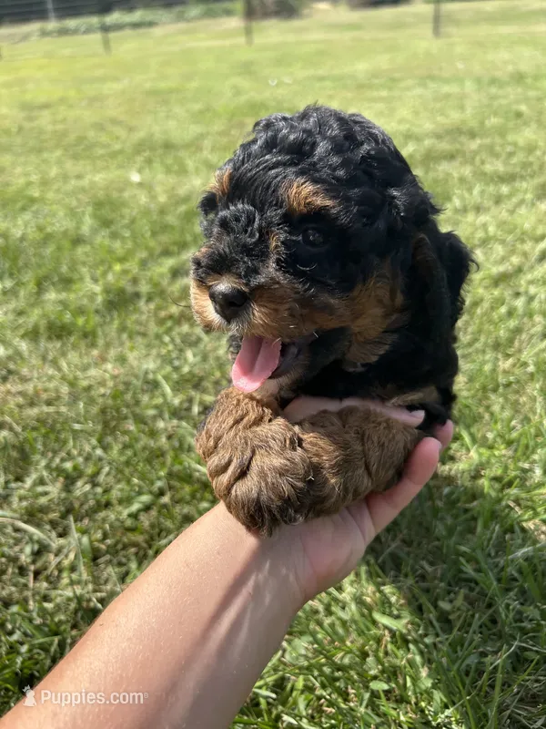 Poppy – Miniature Bernedoodle puppy for sale in Loogootee, IN