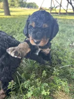 Peaches, a female Miniature Bernedoodle for sale in Loogootee, IN – 2 of 2