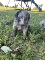Oreo, a female Miniature Bernedoodle for sale in Loogootee, IN – 3 of 3