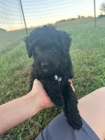 Cocoa, a male Miniature Bernedoodle for sale in Loogootee, IN – 2 of 2