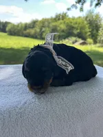 Peaches , a female Miniature Bernedoodle for sale in Loogootee, IN – 2 of 3