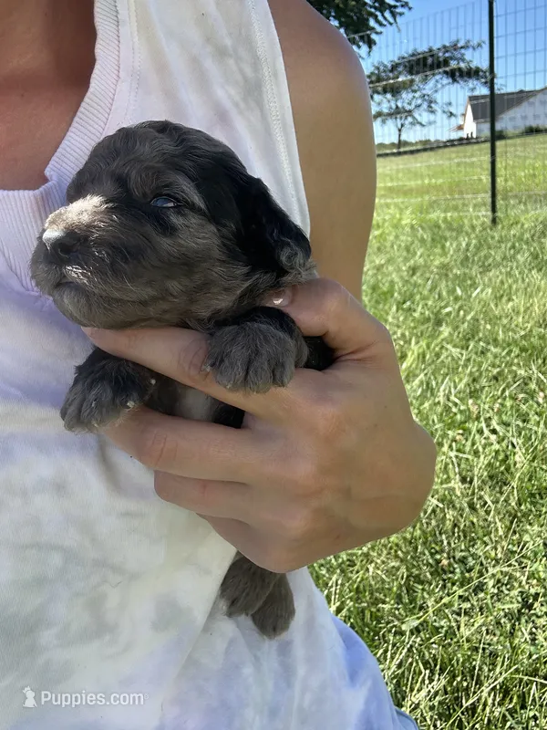 Mochi – Miniature Bernedoodle puppy for sale in Loogootee, IN