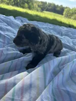 Mochi, a male Miniature Bernedoodle for sale in Loogootee, IN – 2 of 2