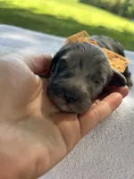 Oreo , a male Miniature Bernedoodle for sale in Loogootee, IN – 3 of 3