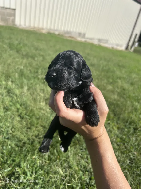 Cocoa  – Miniature Bernedoodle puppy for sale in Loogootee, IN