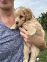 Sprinkles , a female Miniature Bernedoodle for sale in Loogootee, IN – 2 of 2