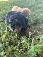 Poppy, a female Miniature Bernedoodle for sale in Loogootee, IN – 3 of 4
