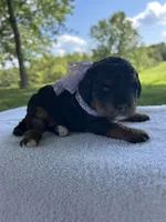 Poppy, a female Miniature Bernedoodle for sale in Loogootee, IN – 2 of 2