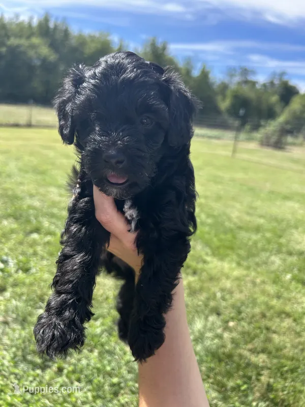 Cocoa  – Miniature Bernedoodle puppy for sale in Loogootee, IN