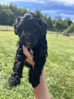 Cocoa , a male Miniature Bernedoodle for sale in Loogootee, IN – 1 of 2