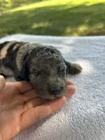 Mochi, a male Miniature Bernedoodle for sale in Loogootee, IN – 3 of 3