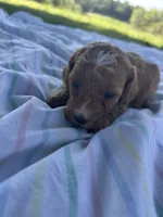 Honey, a female Miniature Bernedoodle for sale in Loogootee, IN – 2 of 2