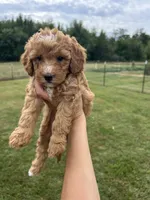Honey, a female Miniature Bernedoodle for sale in Loogootee, IN – 2 of 2