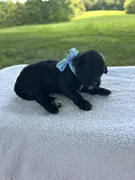 Cocoa , a male Miniature Bernedoodle for sale in Loogootee, IN – 2 of 3