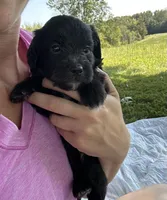 Cupcake , a female Miniature Bernedoodle for sale in Loogootee, IN – 2 of 2