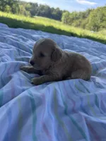Sprinkles, a female Miniature Bernedoodle for sale in Loogootee, IN – 2 of 2