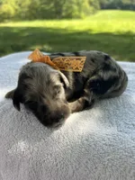 Oreo , a male Miniature Bernedoodle for sale in Loogootee, IN – 1 of 3