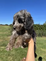 Cookie, a male Miniature Bernedoodle for sale in Loogootee, IN – 2 of 2