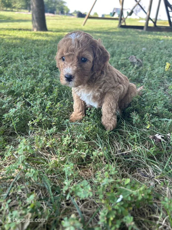 Honey – Miniature Bernedoodle puppy for sale in Loogootee, IN