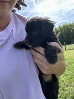 Cupcake , a female Miniature Bernedoodle for sale in Loogootee, IN – 2 of 2