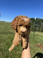 Honey, a female Miniature Bernedoodle for sale in Loogootee, IN – 1 of 2