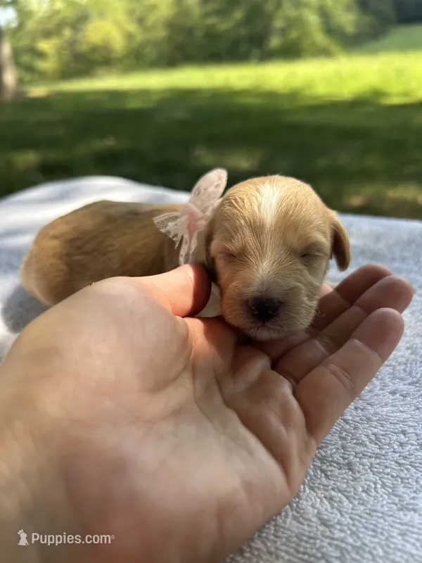 Sprinkles – Miniature Bernedoodle puppy for sale in Loogootee, IN