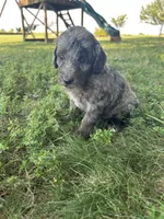 Cookie, a male Miniature Bernedoodle for sale in Loogootee, IN – 2 of 3