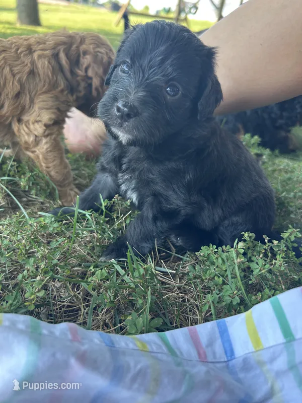 Cupcake  – Miniature Bernedoodle puppy for sale in Loogootee, IN