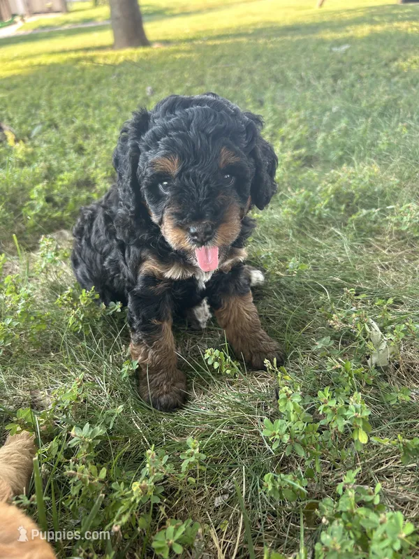 Poppy – Miniature Bernedoodle puppy for sale in Loogootee, IN