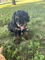 Poppy, a female Miniature Bernedoodle for sale in Loogootee, IN – 1 of 3