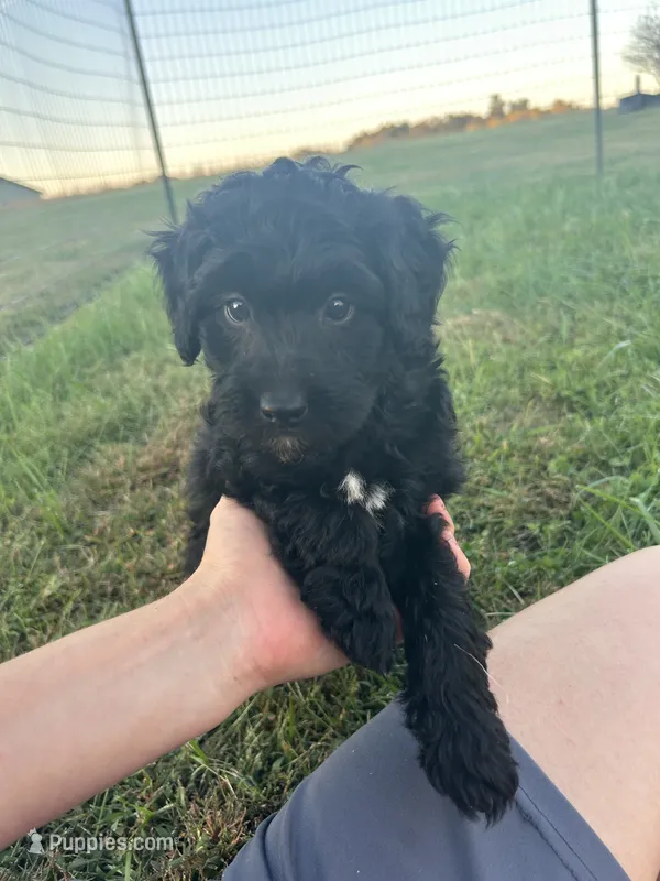 Cocoa – Miniature Bernedoodle puppy for sale in Loogootee, IN