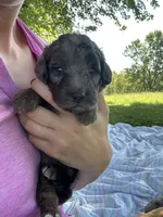 Cookie , a male Miniature Bernedoodle for sale in Loogootee, IN – 2 of 2