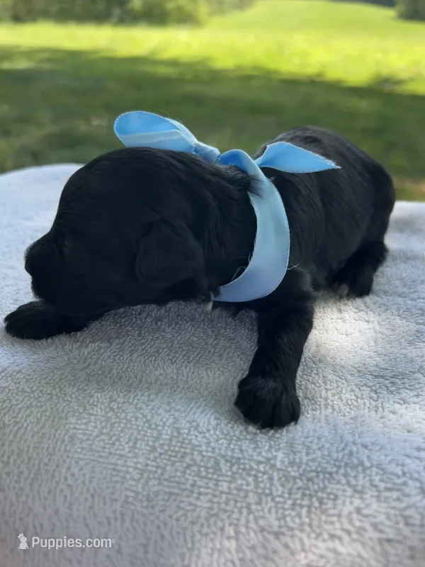 Cocoa  – Miniature Bernedoodle puppy for sale in Loogootee, IN