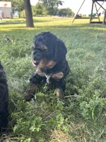 Peaches, a female Miniature Bernedoodle for sale in Loogootee, IN – 1 of 3