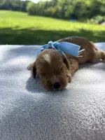 Biscuit, a male Miniature Bernedoodle for sale in Loogootee, IN – 3 of 3