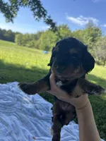 Peaches, a female Miniature Bernedoodle for sale in Loogootee, IN – 2 of 2