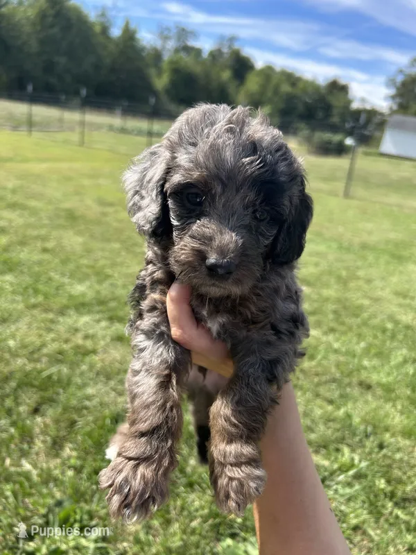 Cookie – Miniature Bernedoodle puppy for sale in Loogootee, IN