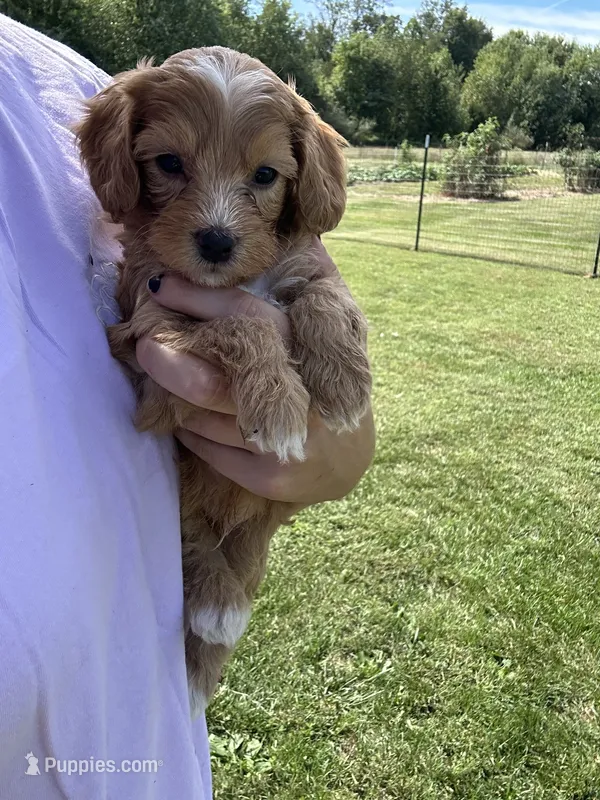 Biscuit  – Miniature Bernedoodle puppy for sale in Loogootee, IN