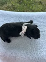 Cupcake , a female Miniature Bernedoodle for sale in Loogootee, IN – 2 of 3