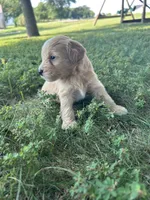 Sprinkles, a female Miniature Bernedoodle for sale in Loogootee, IN – 2 of 2