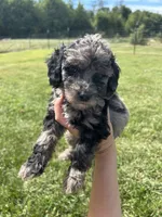 Mochi, a male Miniature Bernedoodle for sale in Loogootee, IN – 2 of 2