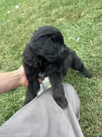 Cupcake , a female Miniature Bernedoodle for sale in Loogootee, IN – 2 of 2
