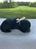 Cupcake , a female Miniature Bernedoodle for sale in Loogootee, IN – 3 of 3