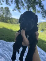 Cocoa , a male Miniature Bernedoodle for sale in Loogootee, IN – 1 of 2